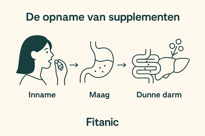 Wat gebeurt er nadat je supplementen hebt genomen?